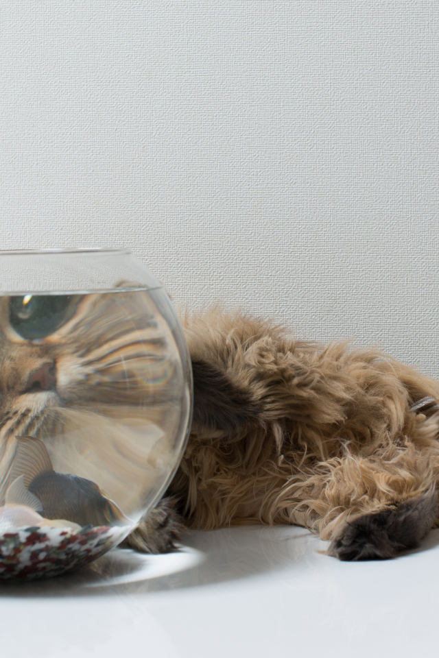 Пушистый кот и рыбка, знакомство