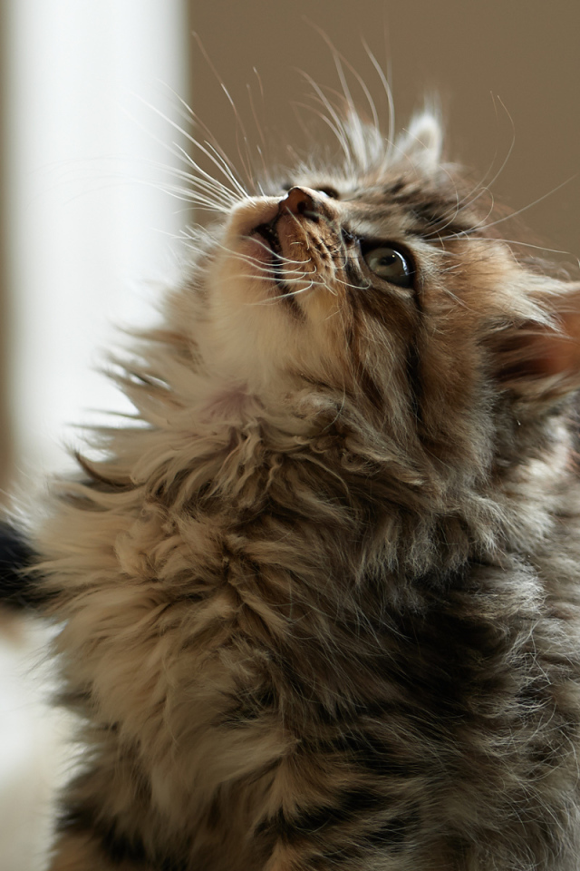 Пушистый милый кот