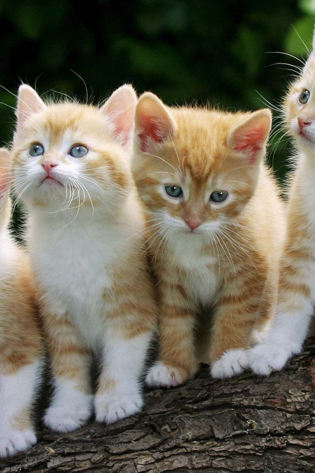 Четыре смешных котёнка