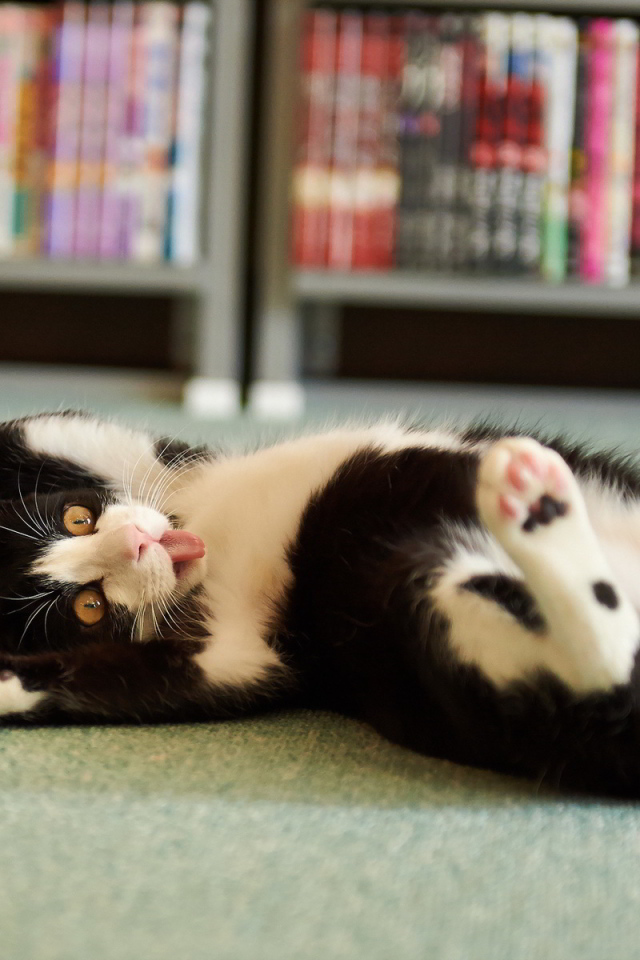 Смешной черно-белый кот валяется на полу