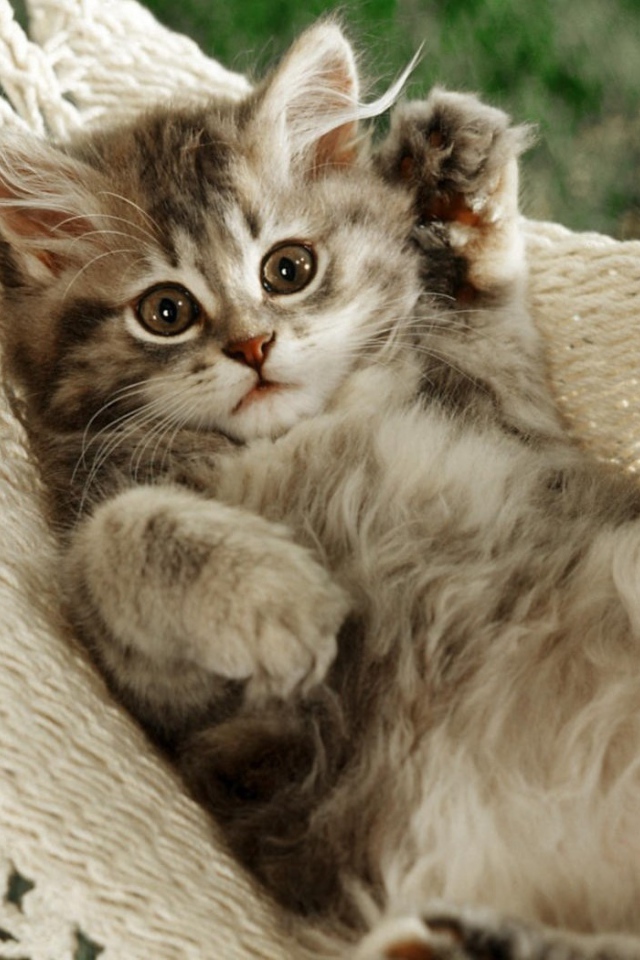 Смешной кот в гамаке