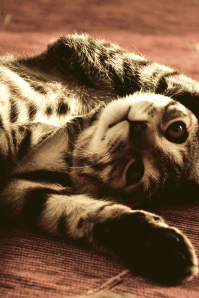 Полосатый смешной кот развалился