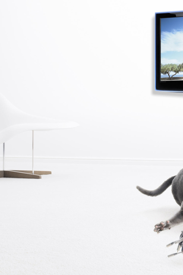 Серый кот и его игрушка