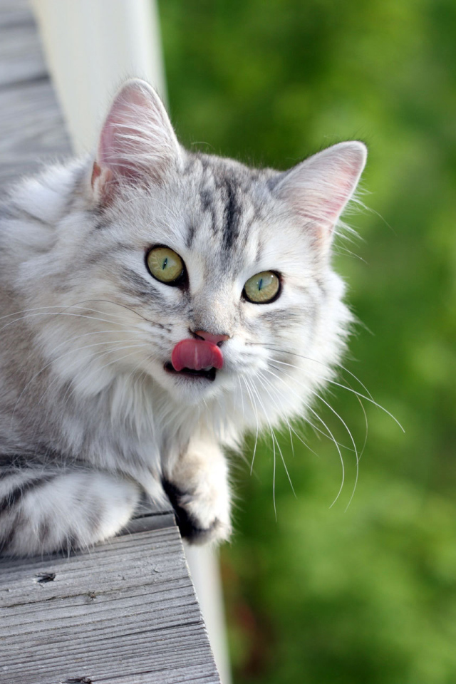 Серый пушистый кот облизался