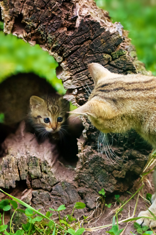 Котёнок и кошка, воспитание