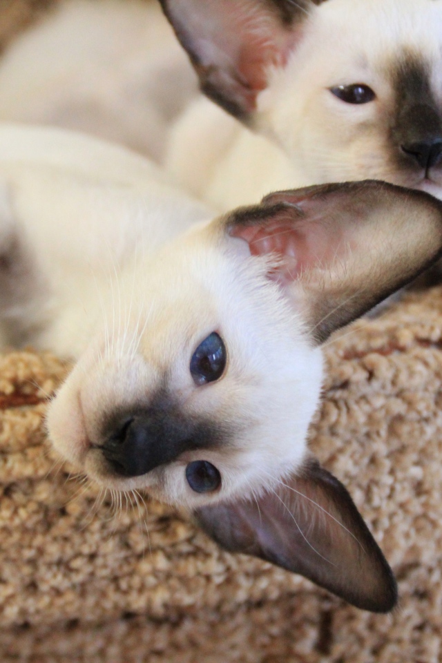 Маленькие сиамские коты отдыхают