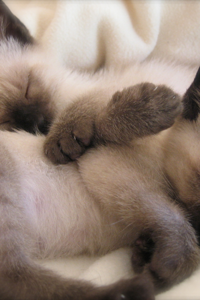 Маленькие сиамские котята