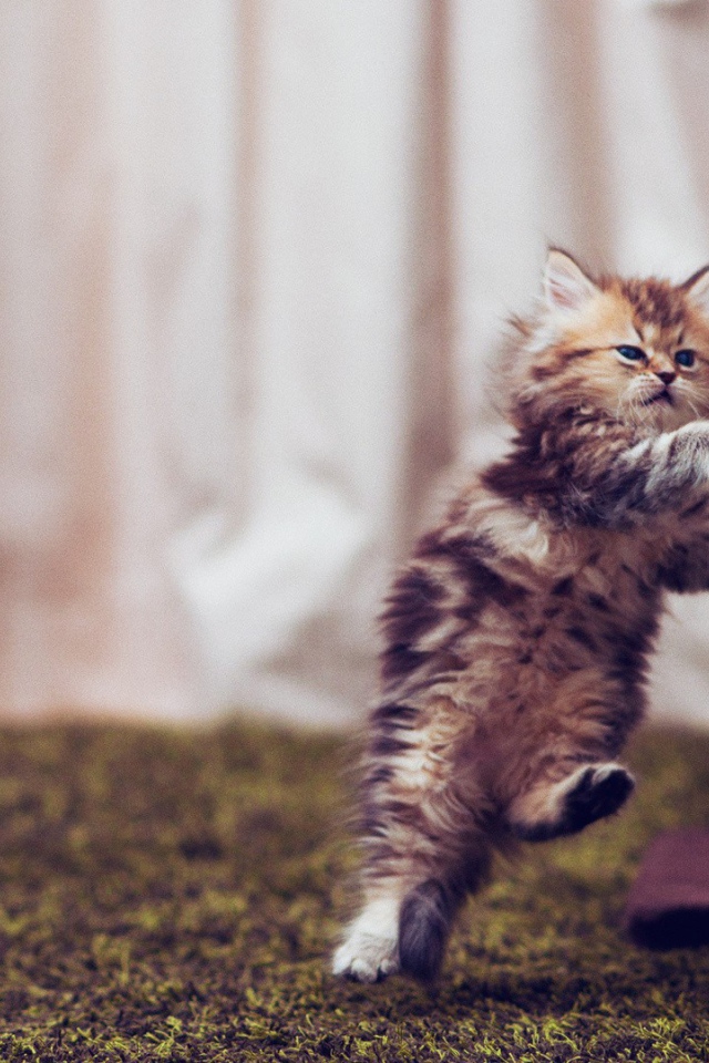 Маленький смешной кот в полёте