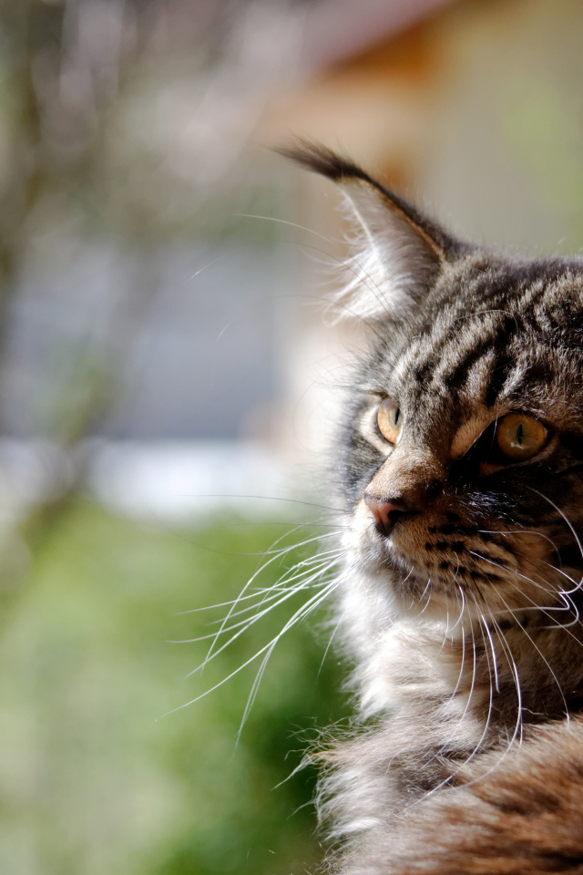 Кот мейн-кун кого-то увидел