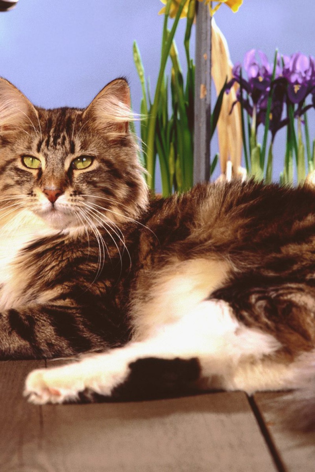 Кот мейн-кун с зелёными глазами позирует