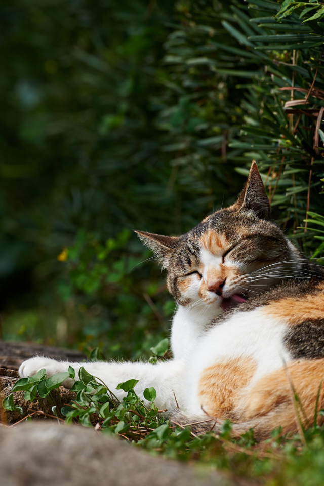 Разноцветный кот лижется в кустах