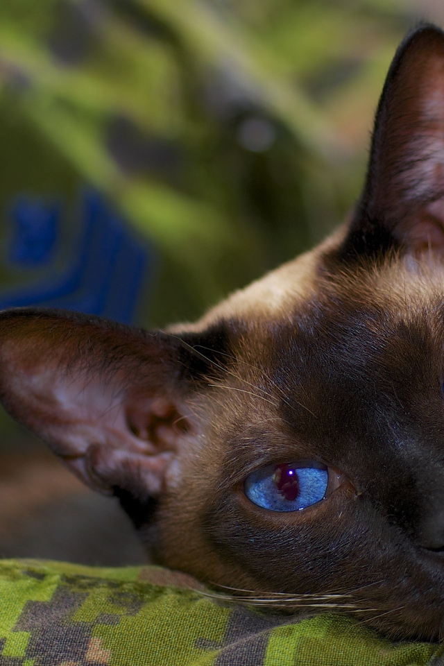 Расслабленный сиамский кот