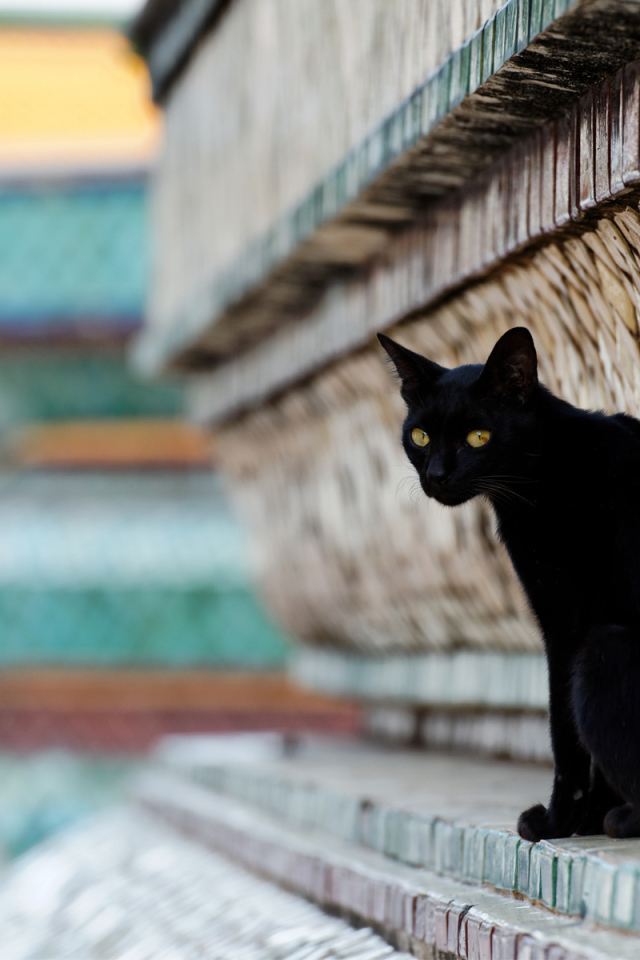 Чёрный красивый грустный кот