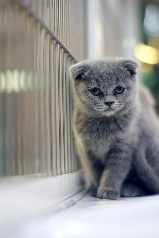 Грустный серый шотландский вислоухий кот