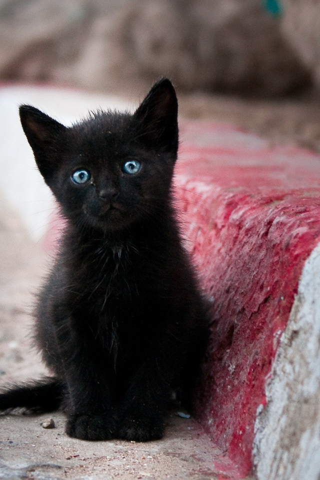 Грустный маленький чёрный кот с голубыми глазами