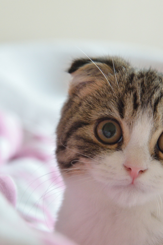 Шотландский вислоухий кот в постели