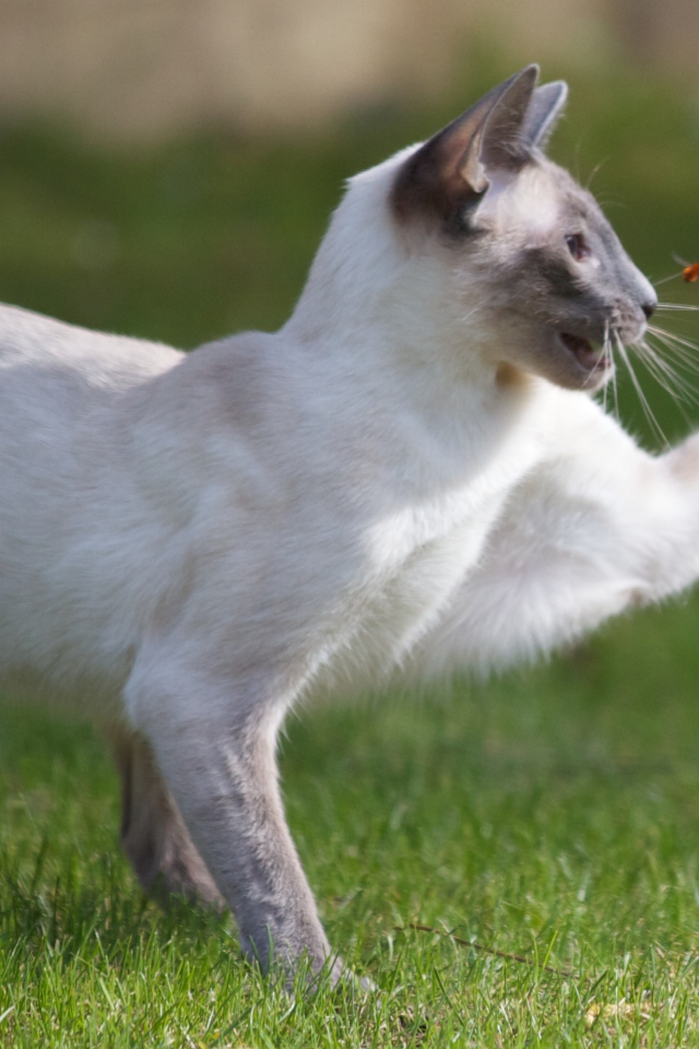 Сиамский кот охотится на насекомое