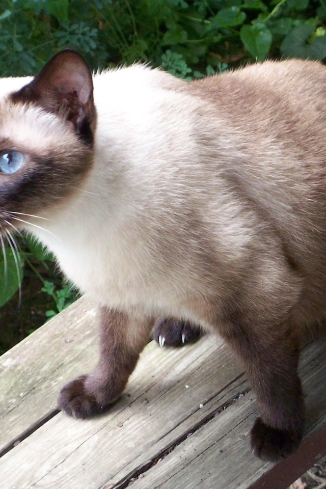 Сиамский кот сидит на скамейке