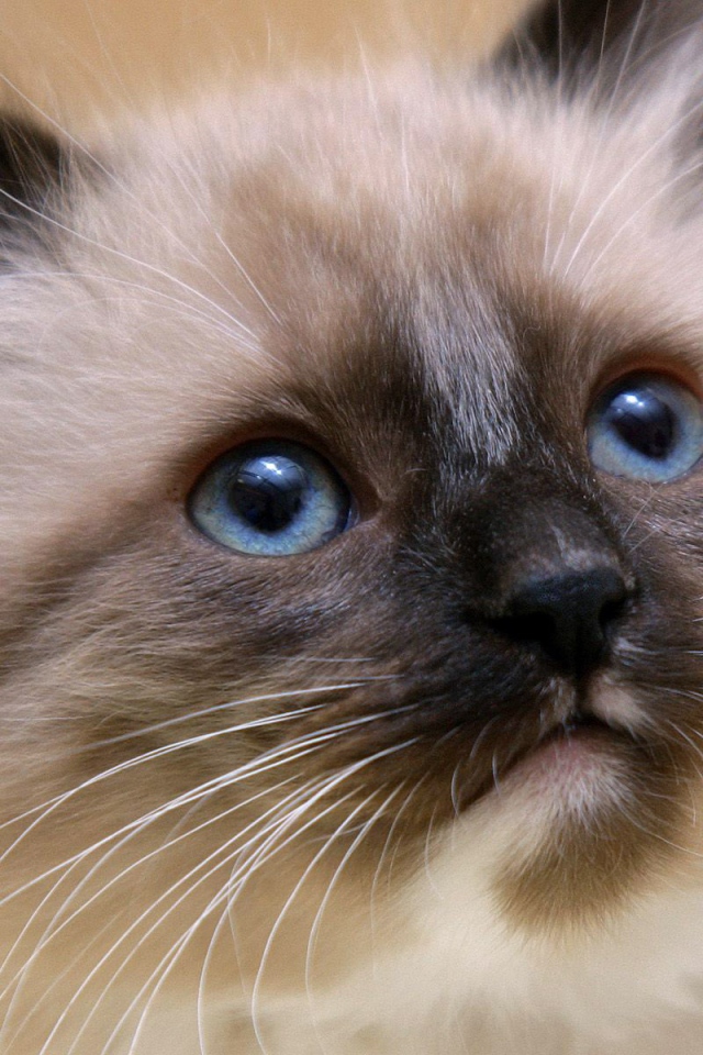 Маленький красивый сиамский кот ближним планом