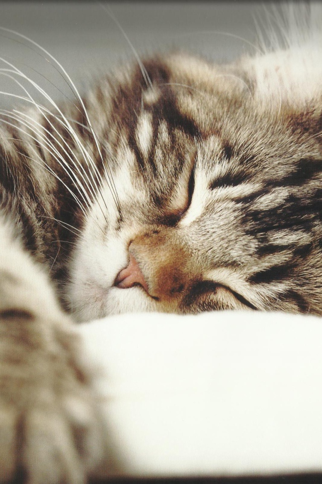 Маленький красивый кот спит