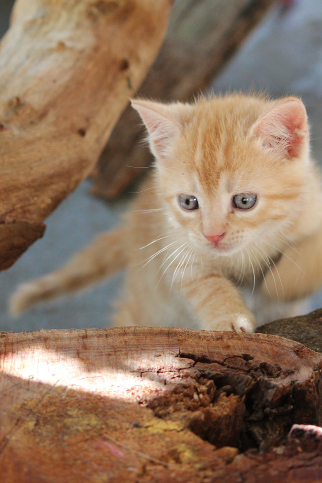 Маленький рыжий кот с голубыми глазами