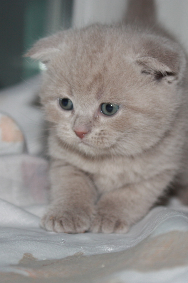 Маленький рыжий шотландский вислоухий кот