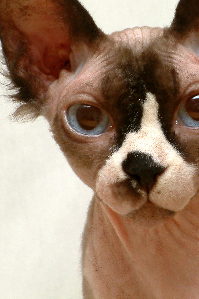 Кот сфинкс крупным планом