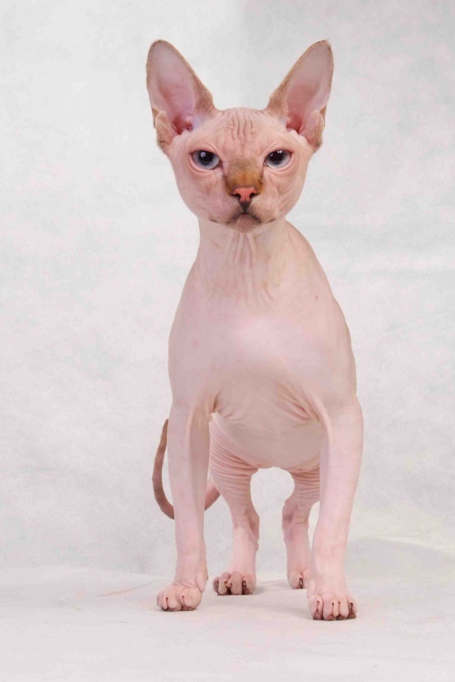 Кот сфинкс с голубыми глазами позирует на белом фоне