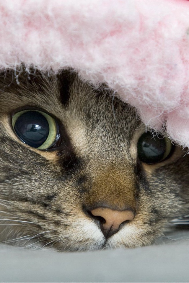 Полосатый хитрый кот