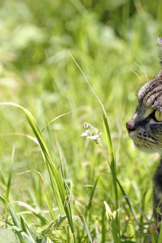 Полосатый кот в траве