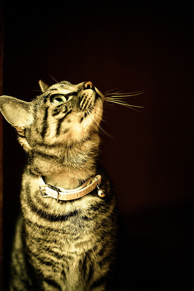 Полосатый кот в ошейнике