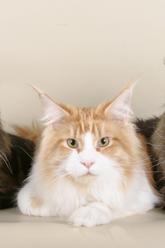 Три серьёзных кота мейн-кун позируют