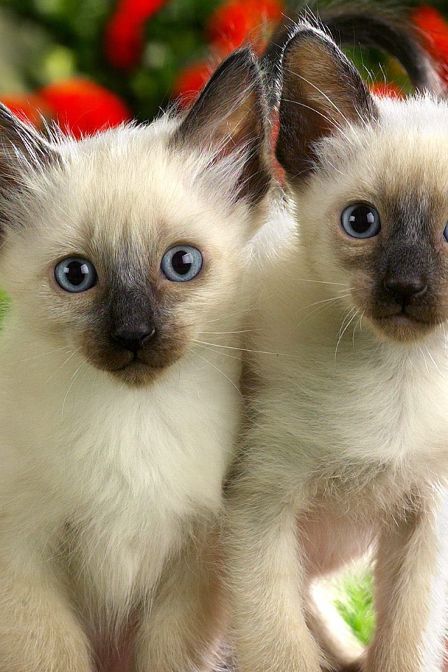 Два маленьких сиамских котёнка на природе