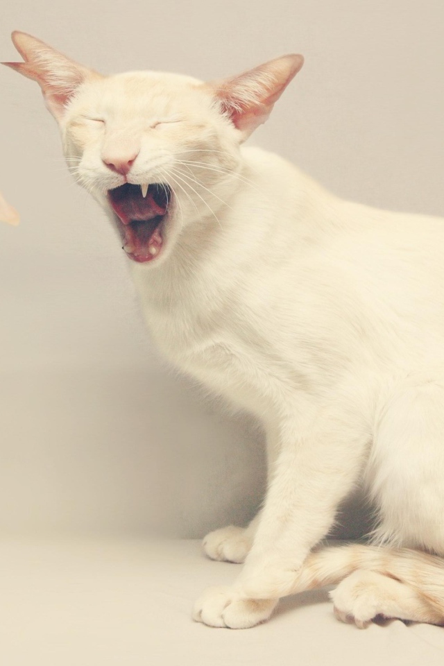 Белый кот и утёнок