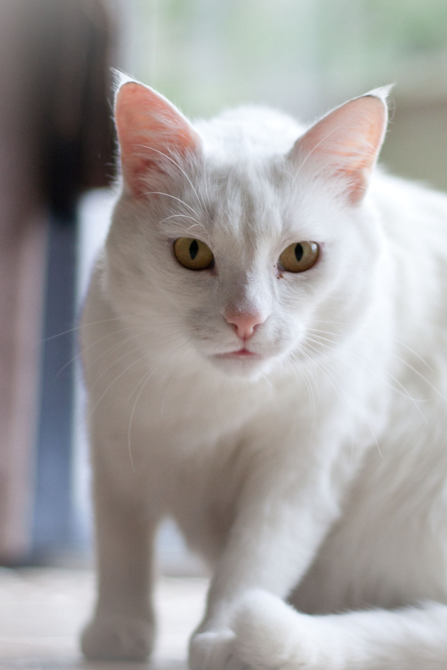 Белый серьёзный кот