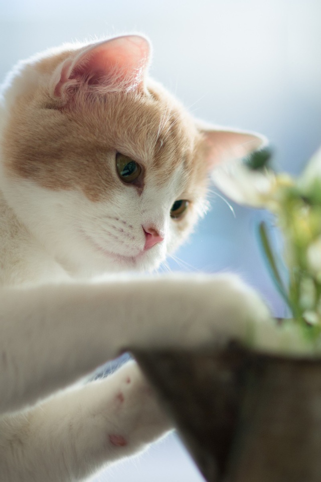 Белый маленький кот и цветок