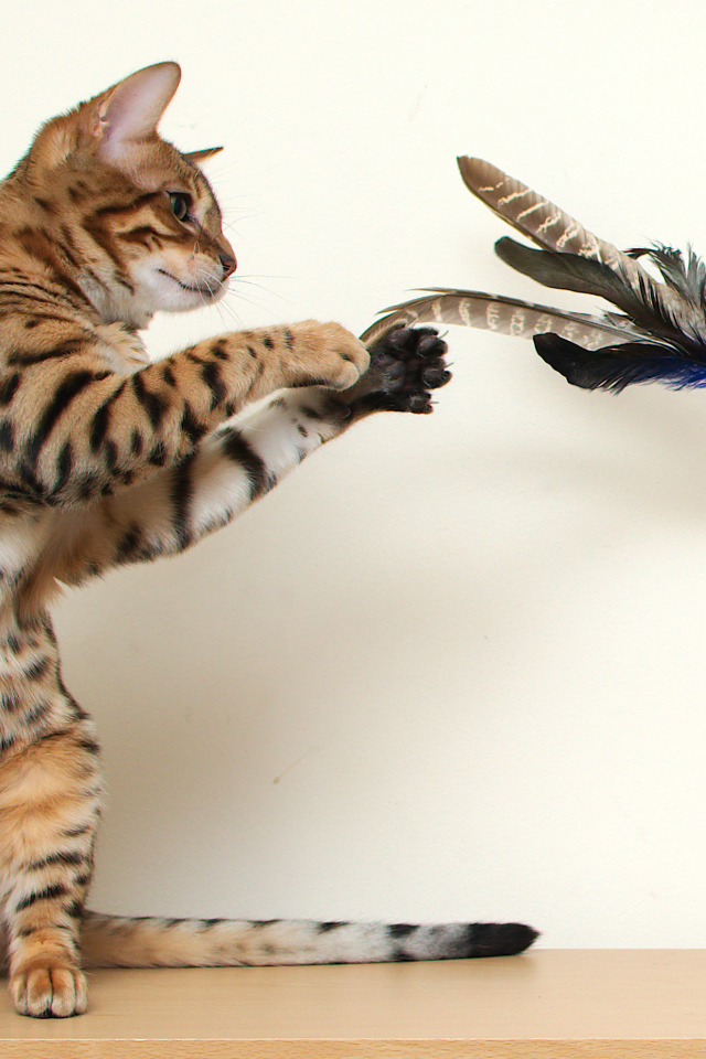 Молодой бенгальский кот играет