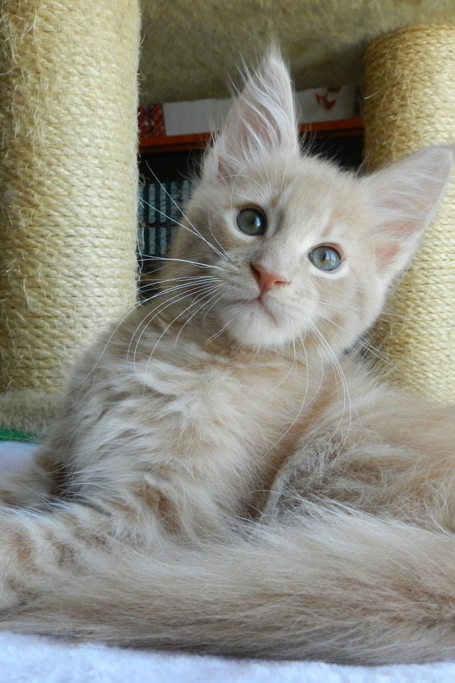 Молодой симпатичный кот мейн-кун отдыхает