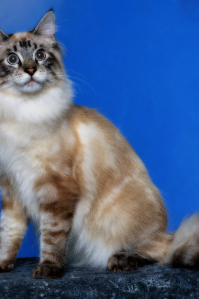 Кошка с пушистым хвостом