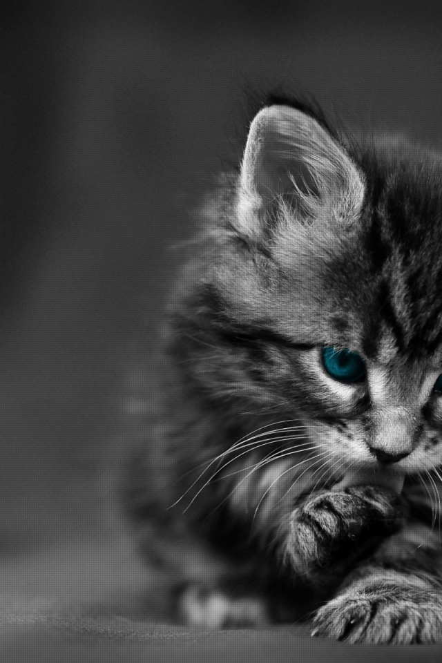 Черно белый Котенок с голубыми глазами