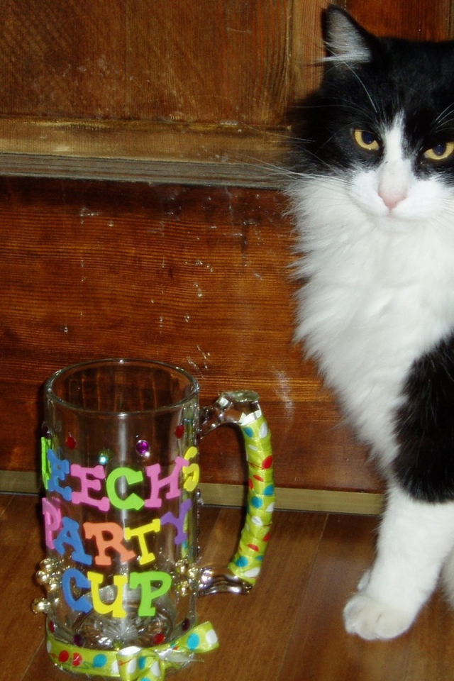 Черно белый кот у кружки