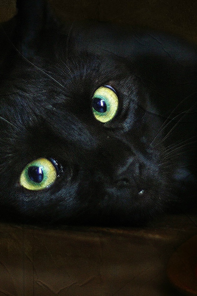 Черный кот и свеча