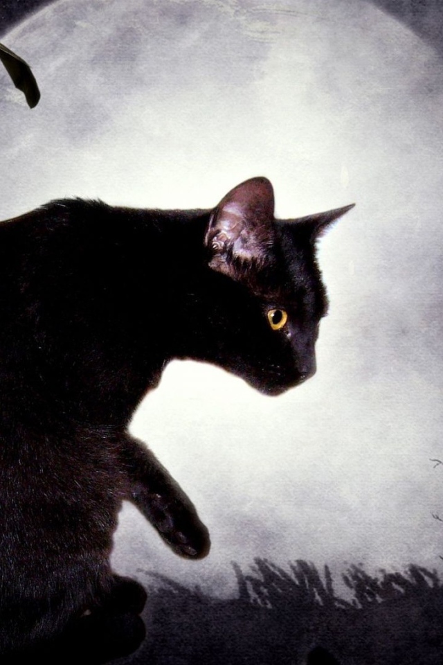 Черная кошка и луна
