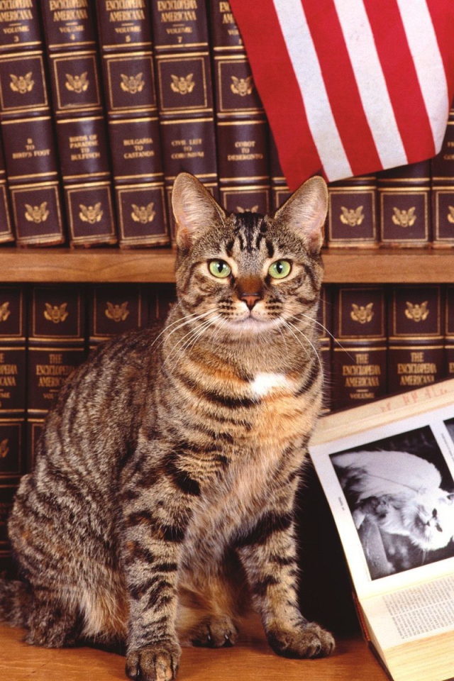 Кошка у книги про котов