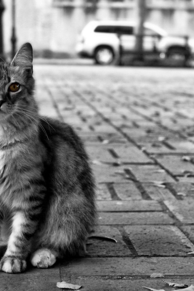 Кот с желтыми глазами