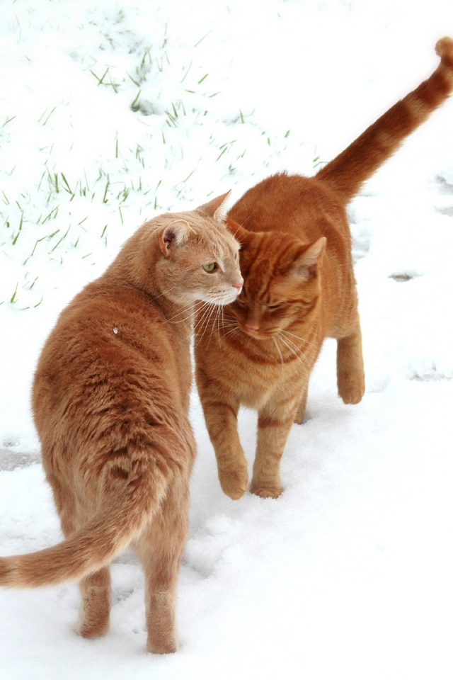Кошки встретились на снегу