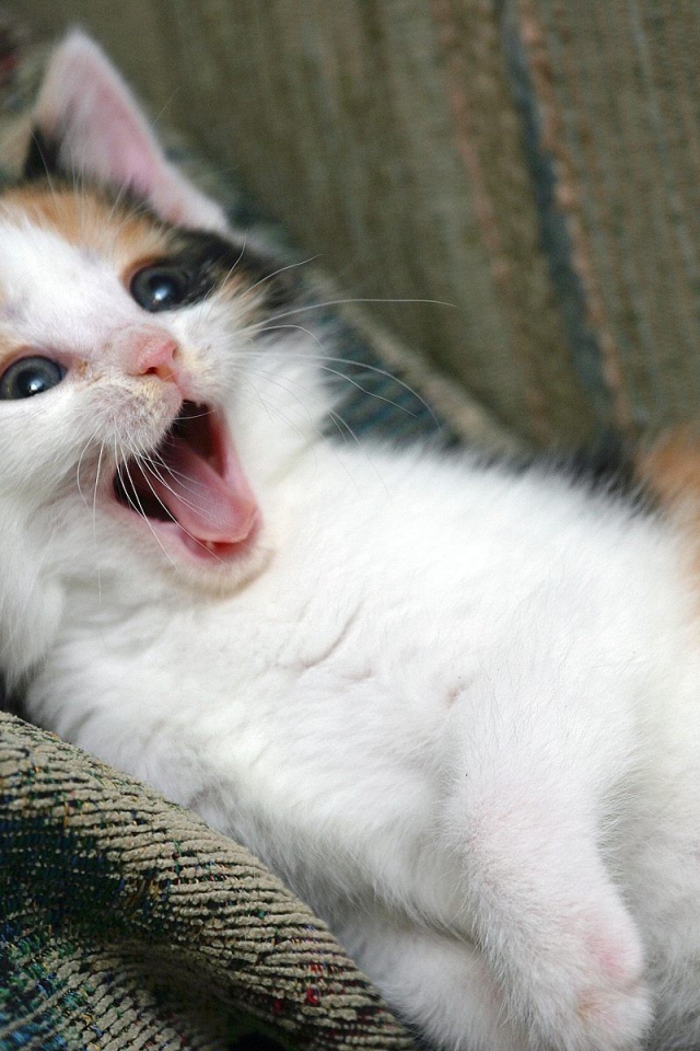 Котенок зовет маму