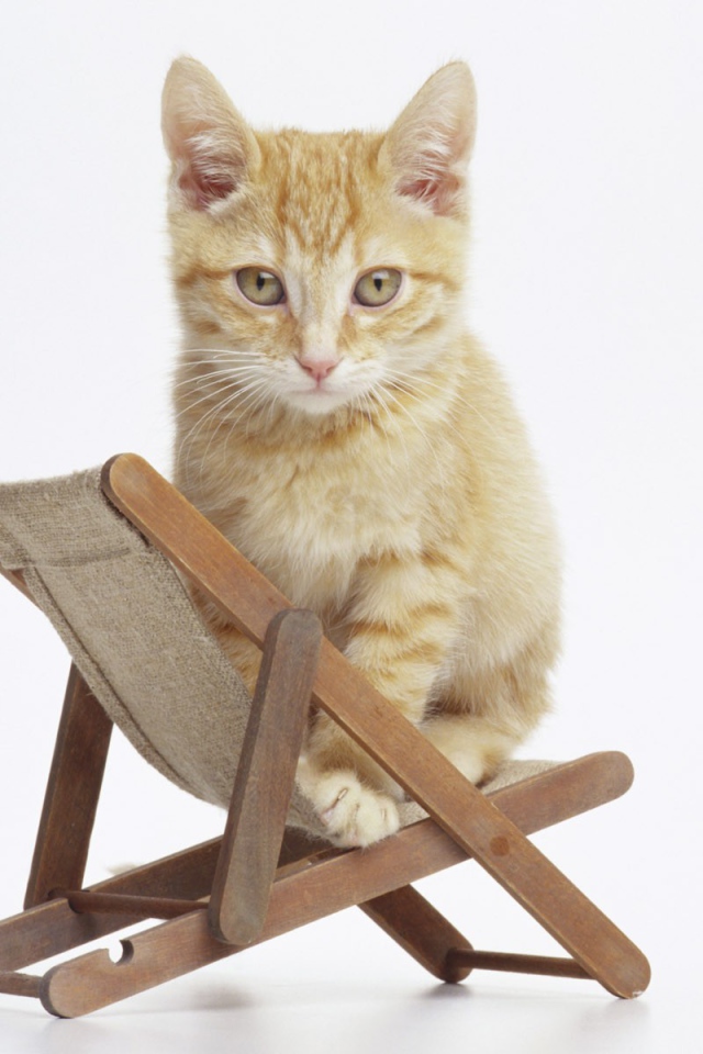 Котенок на стуле