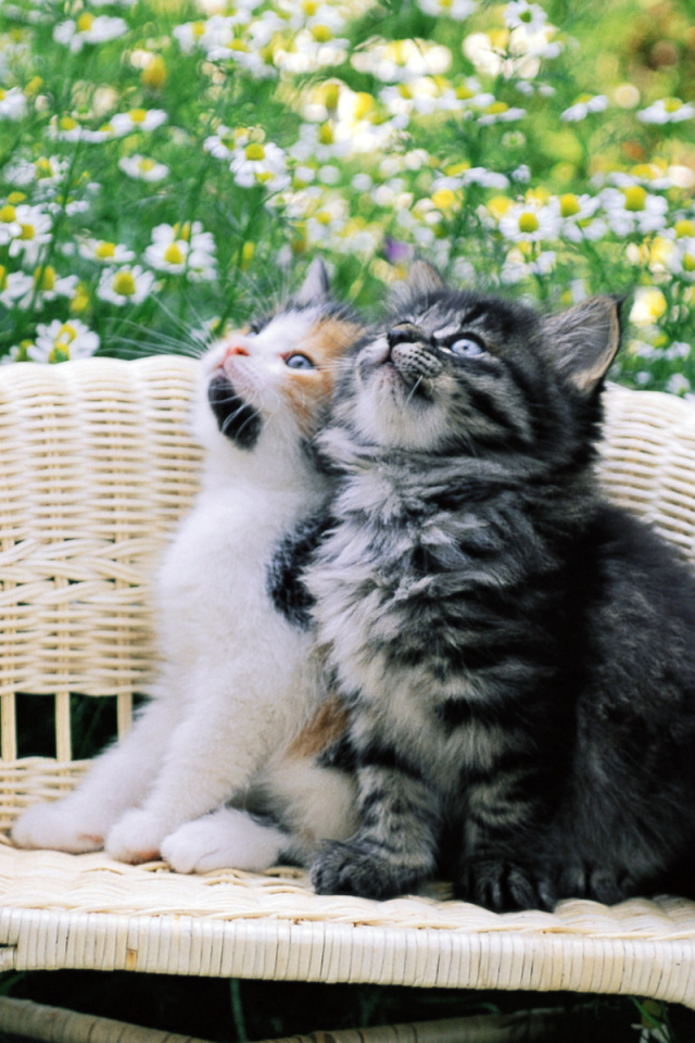 Котята на стуле в цветах