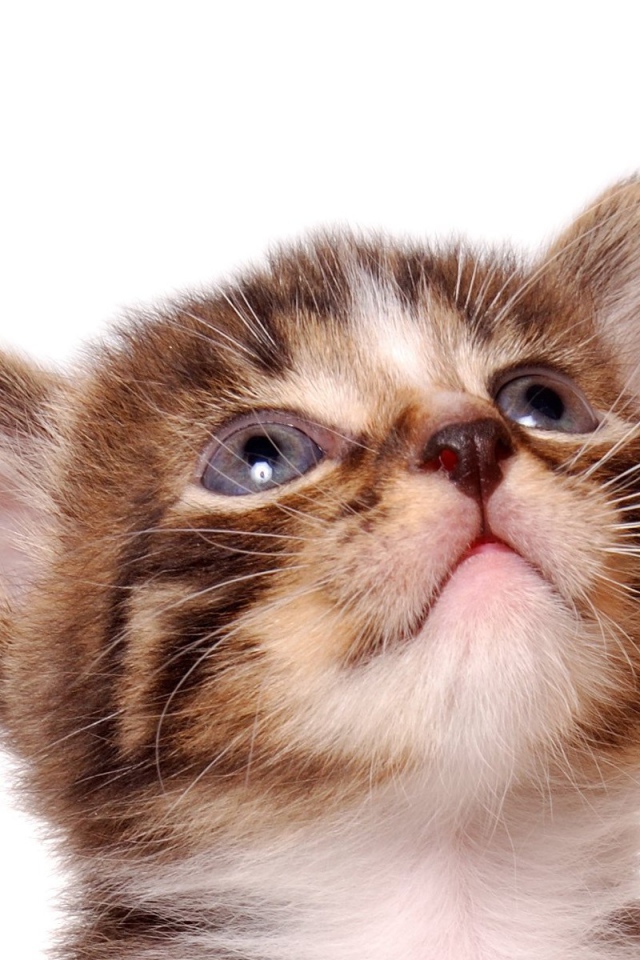 Кошкина морда